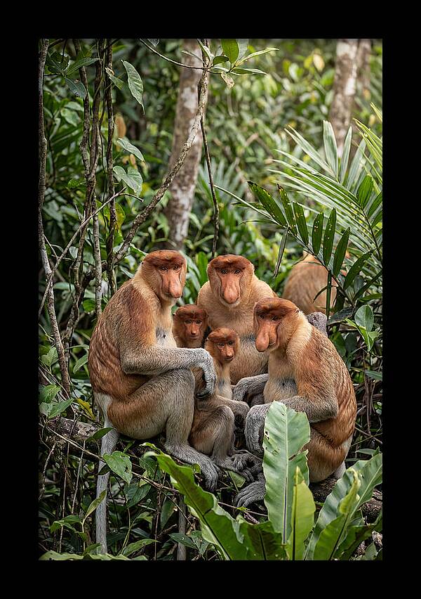 Asian Proboscis Monkeys Gathering