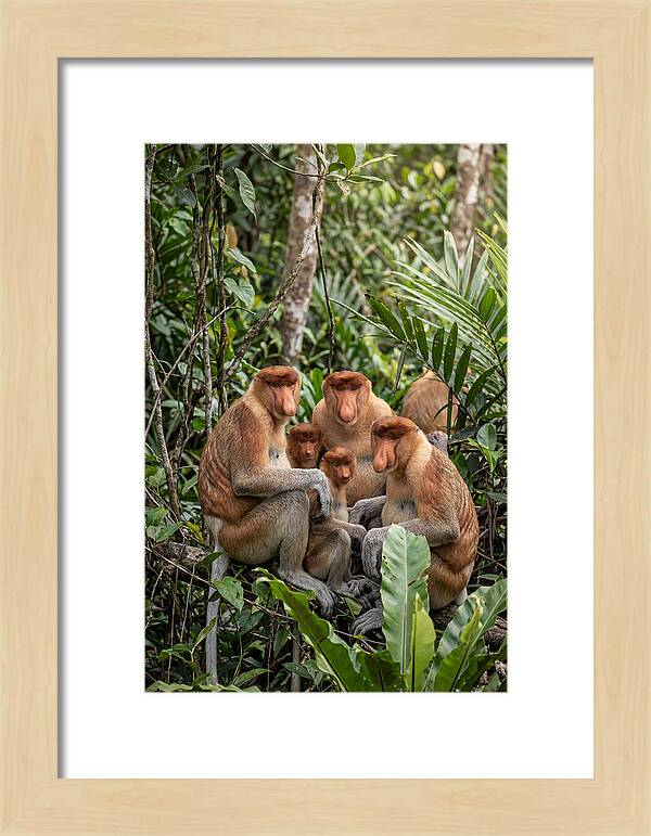Asian Proboscis Monkeys Gathering