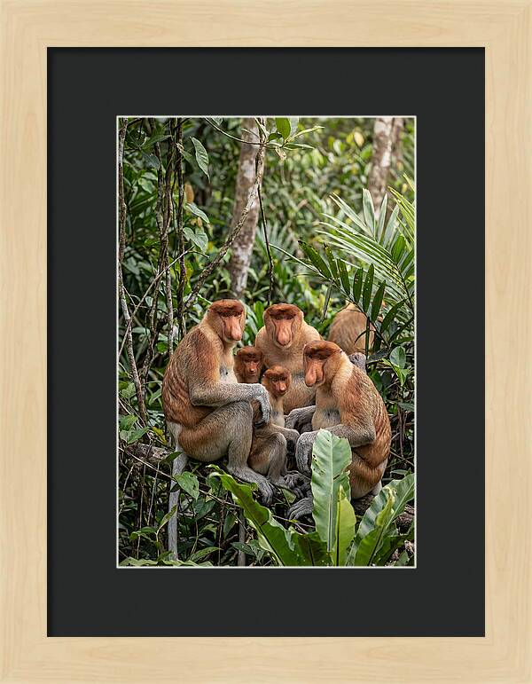 Asian Proboscis Monkeys Gathering