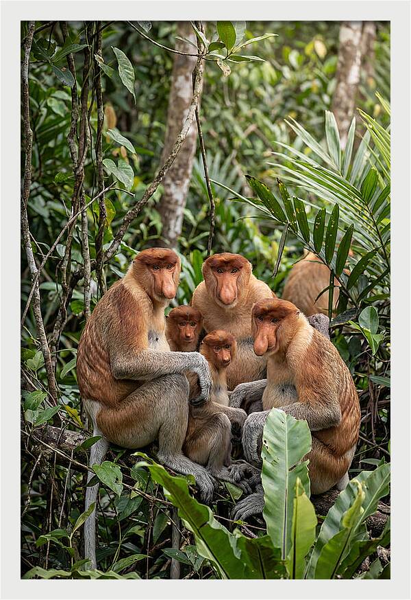 Asian Proboscis Monkeys Gathering