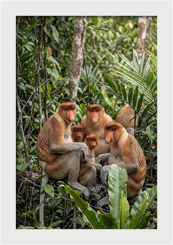 Asian Proboscis Monkeys Gathering