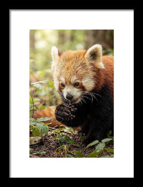 Asian Red Panda Enjoying Berries