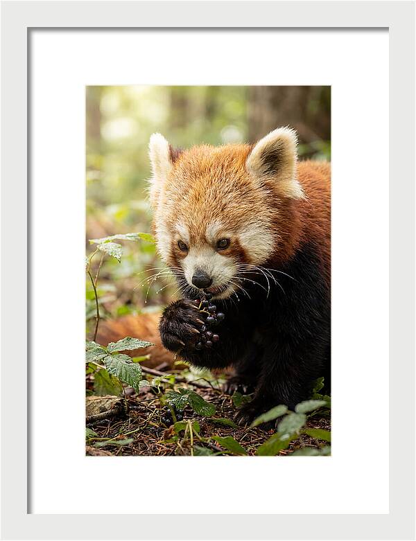 Asian Red Panda Enjoying Berries