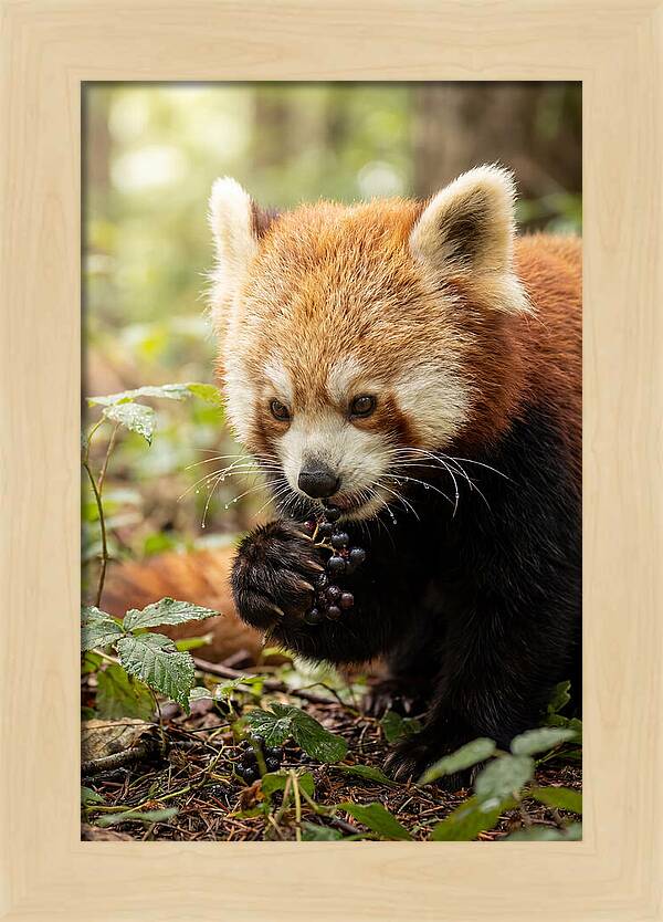 Asian Red Panda Enjoying Berries