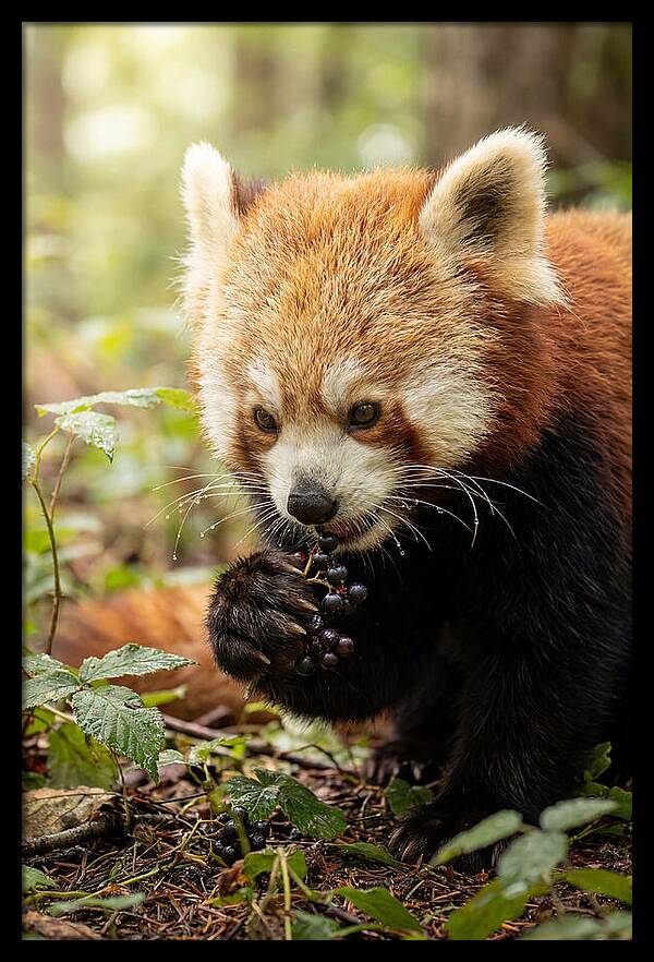 Asian Red Panda Enjoying Berries