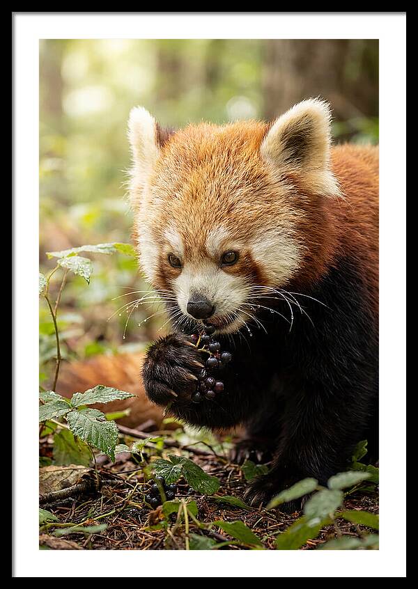 Asian Red Panda Enjoying Berries