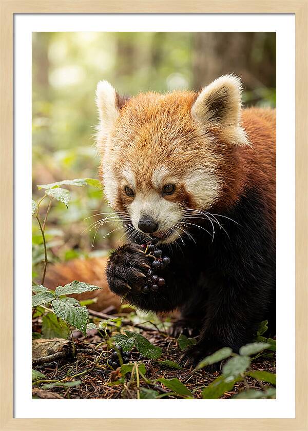 Asian Red Panda Enjoying Berries