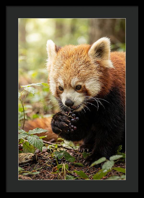 Asian Red Panda Enjoying Berries