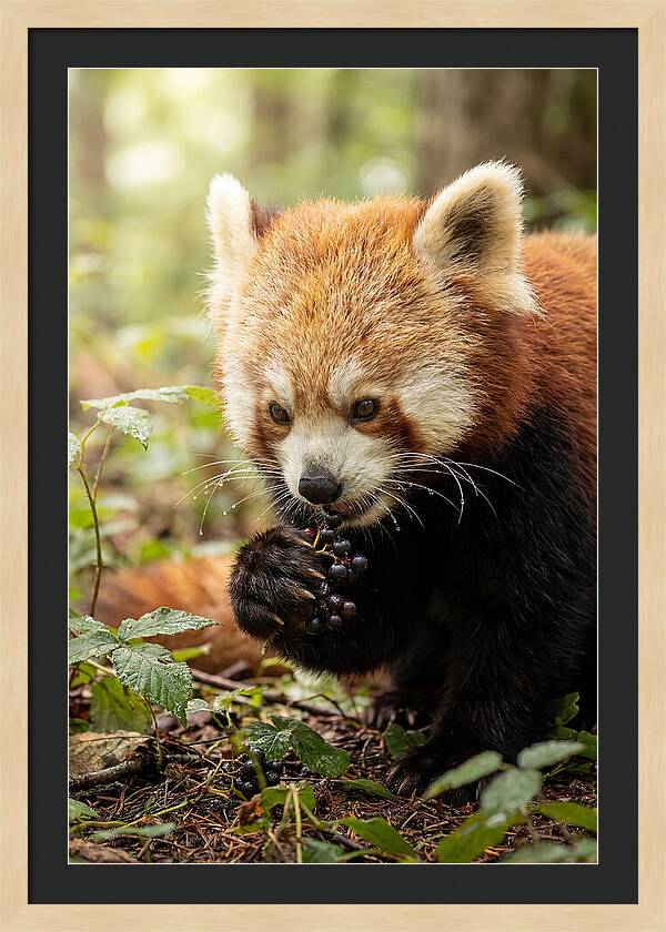 Asian Red Panda Enjoying Berries