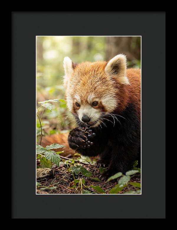 Asian Red Panda Enjoying Berries
