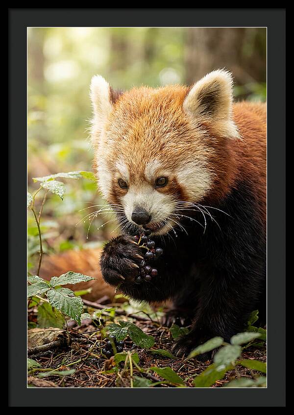 Asian Red Panda Enjoying Berries
