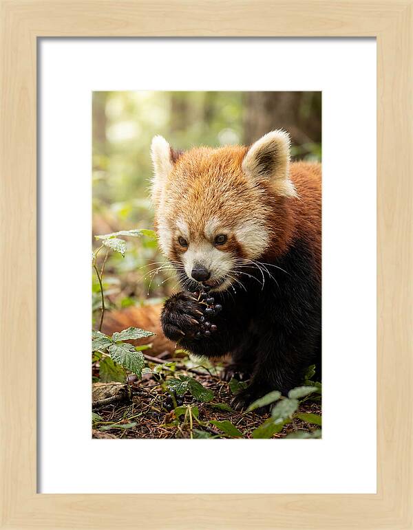 Asian Red Panda Enjoying Berries