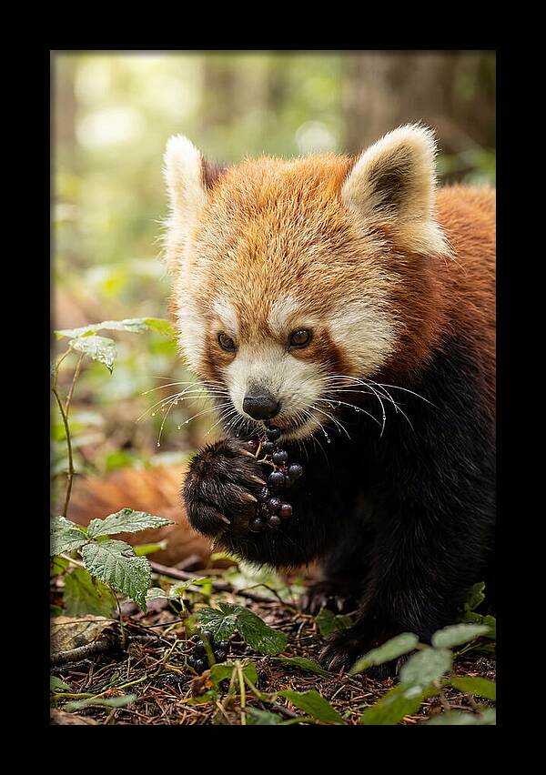 Asian Red Panda Enjoying Berries