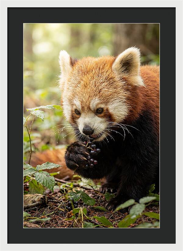 Asian Red Panda Enjoying Berries