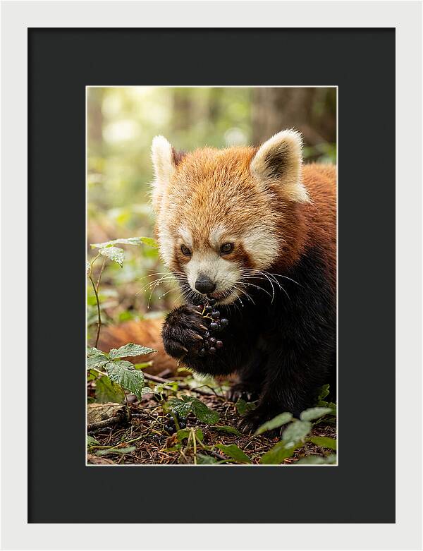 Asian Red Panda Enjoying Berries