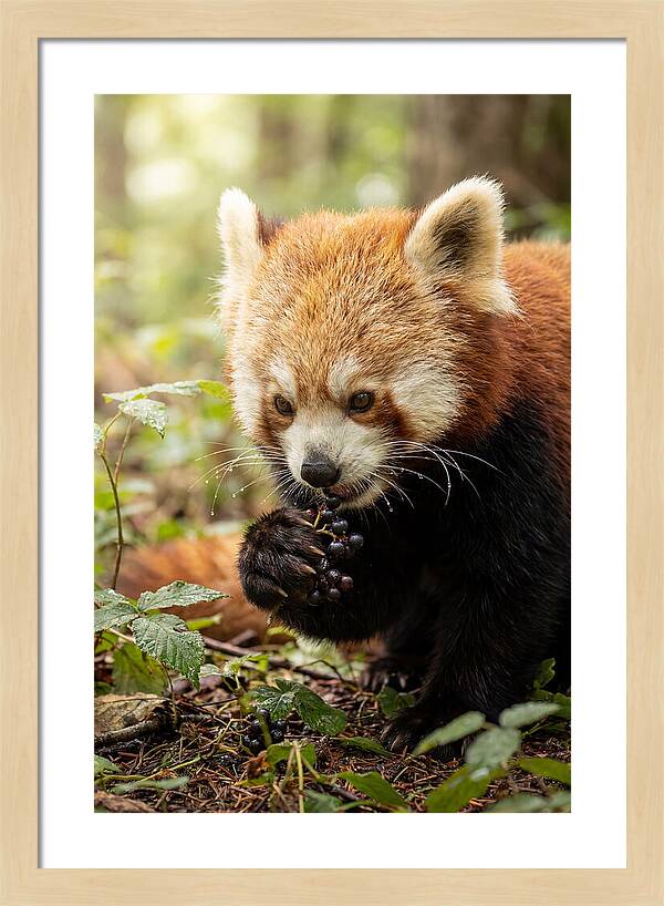 Asian Red Panda Enjoying Berries