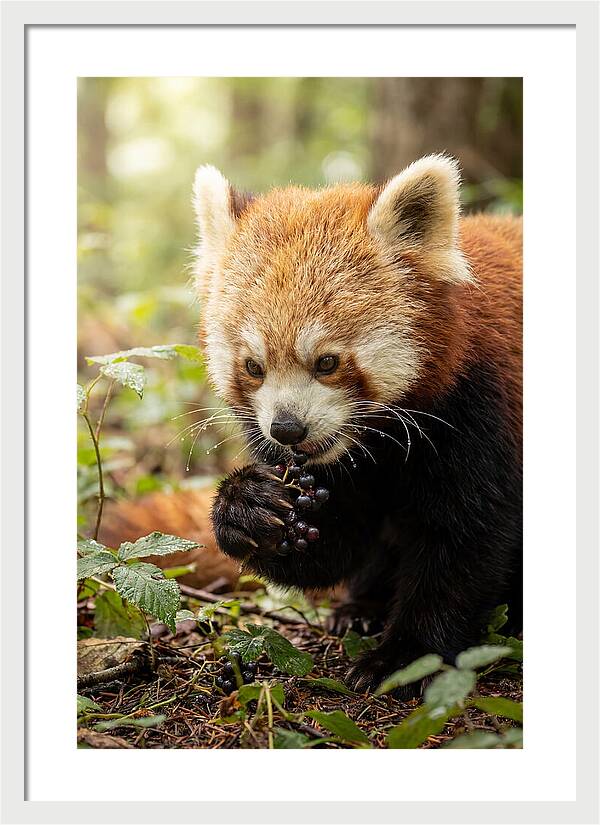 Asian Red Panda Enjoying Berries