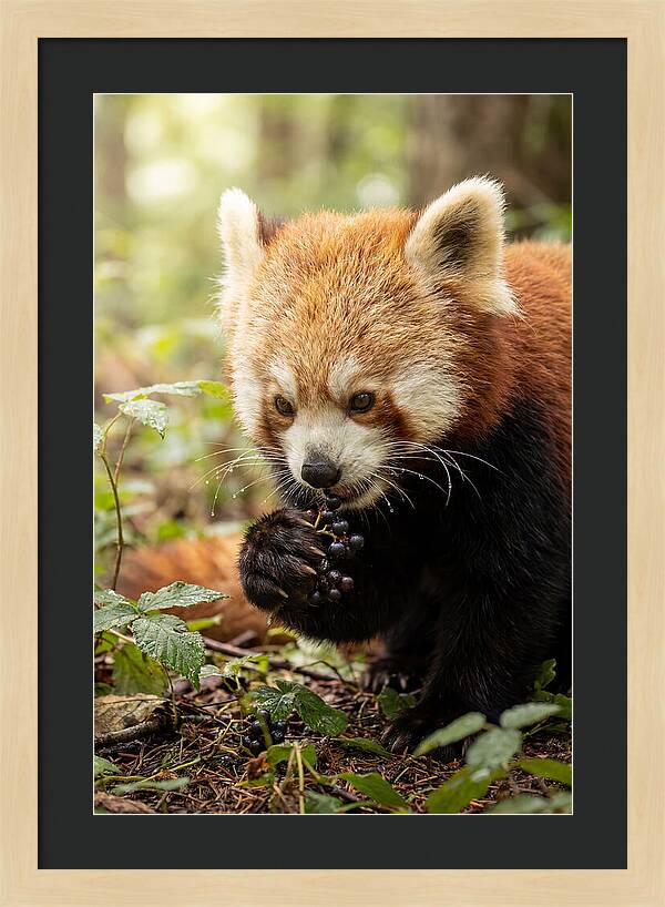Asian Red Panda Enjoying Berries