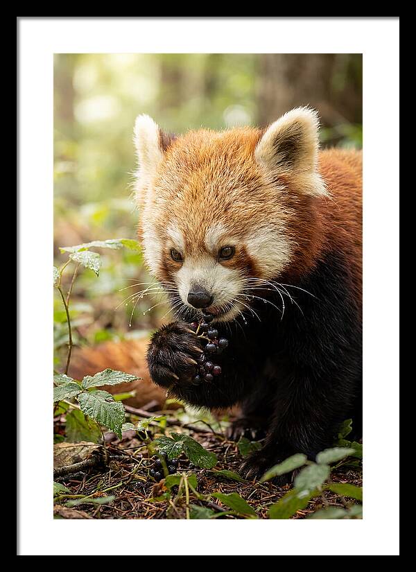 Asian Red Panda Enjoying Berries