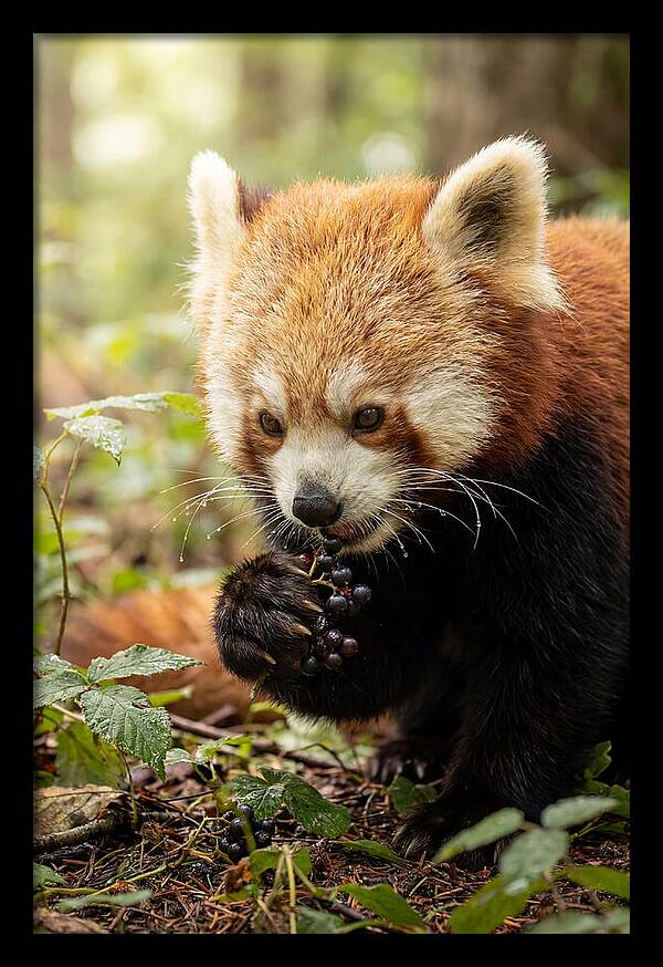 Asian Red Panda Enjoying Berries