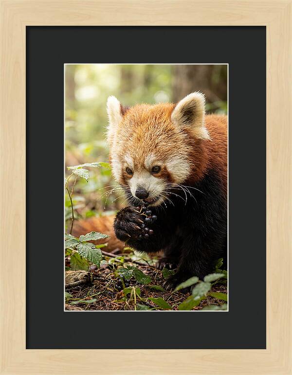 Asian Red Panda Enjoying Berries