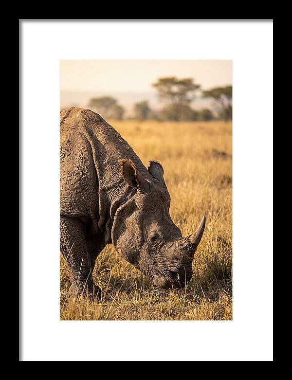 Asian Rhino Grazing In Grassland