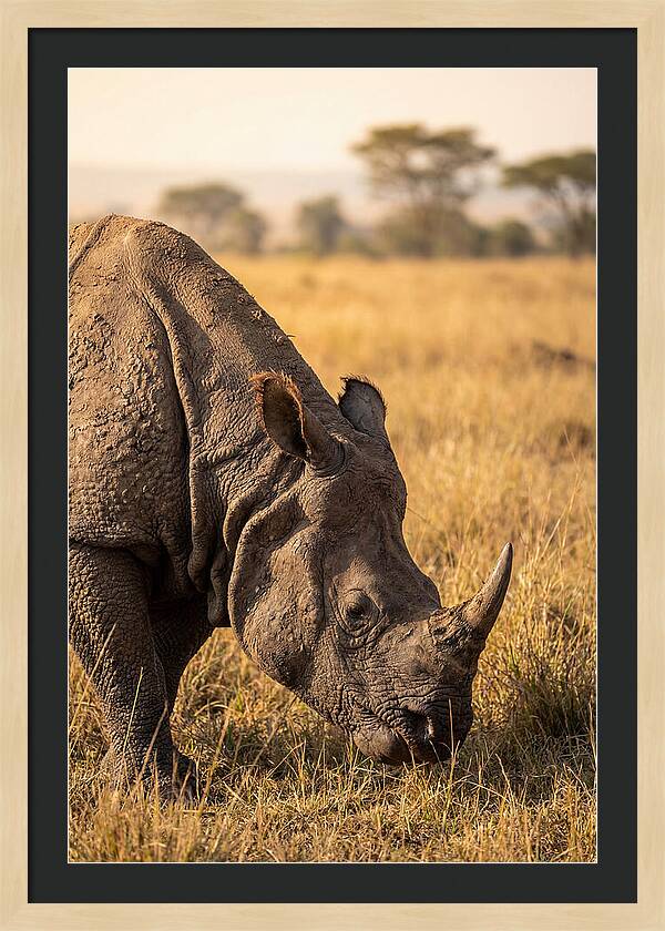 Asian Rhino Grazing In Grassland