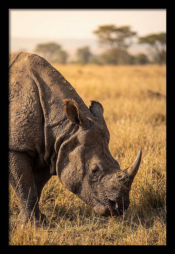 Asian Rhino Grazing In Grassland
