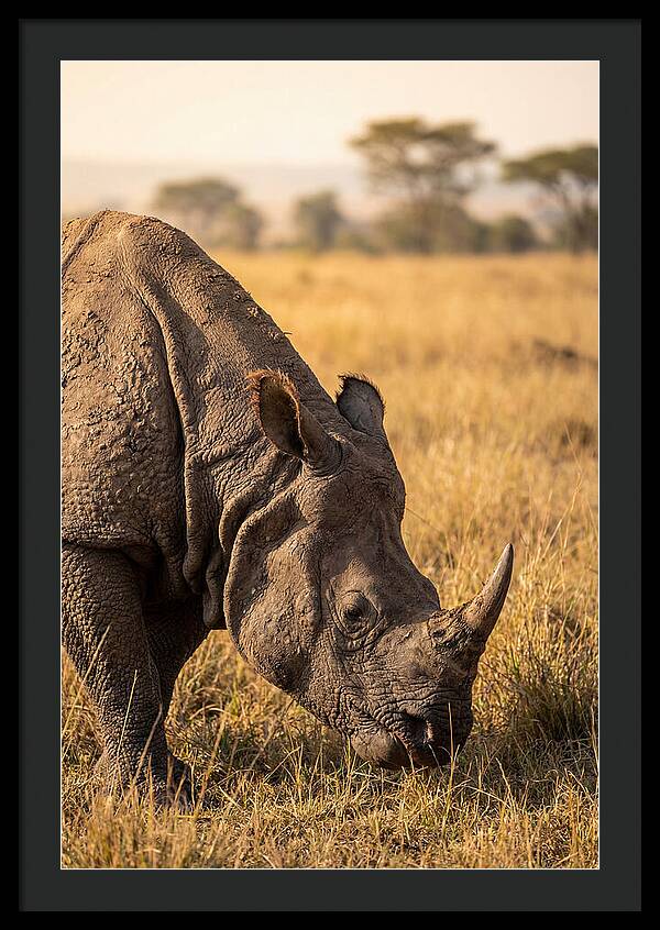 Asian Rhino Grazing In Grassland