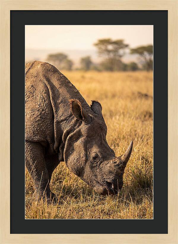 Asian Rhino Grazing In Grassland