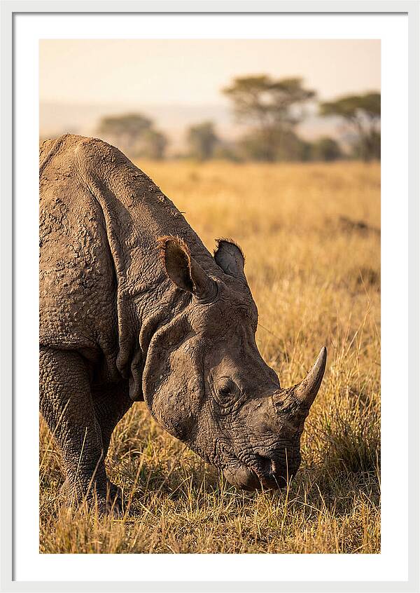 Asian Rhino Grazing In Grassland