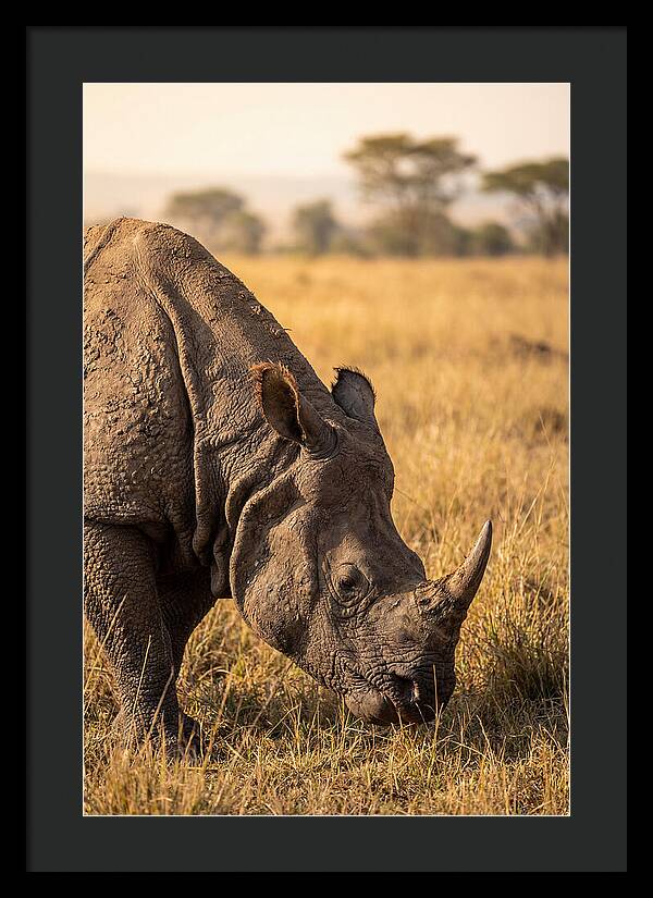 Asian Rhino Grazing In Grassland