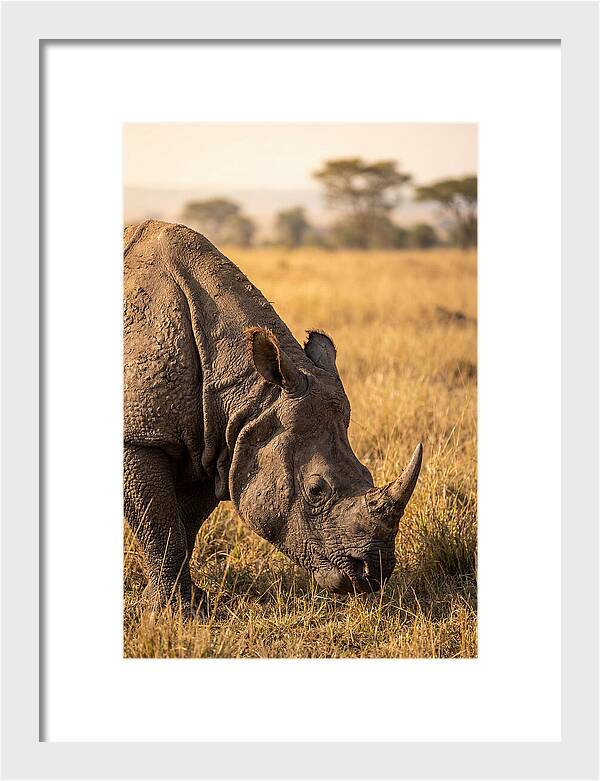 Asian Rhino Grazing In Grassland