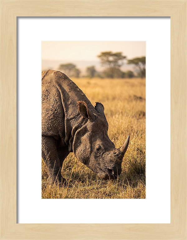 Asian Rhino Grazing In Grassland