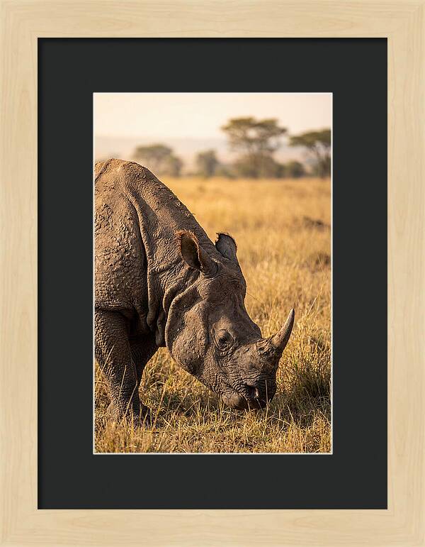 Asian Rhino Grazing In Grassland