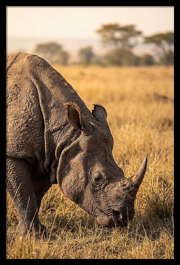 Asian Rhino Grazing In Grassland