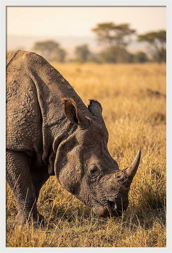 Asian Rhino Grazing In Grassland