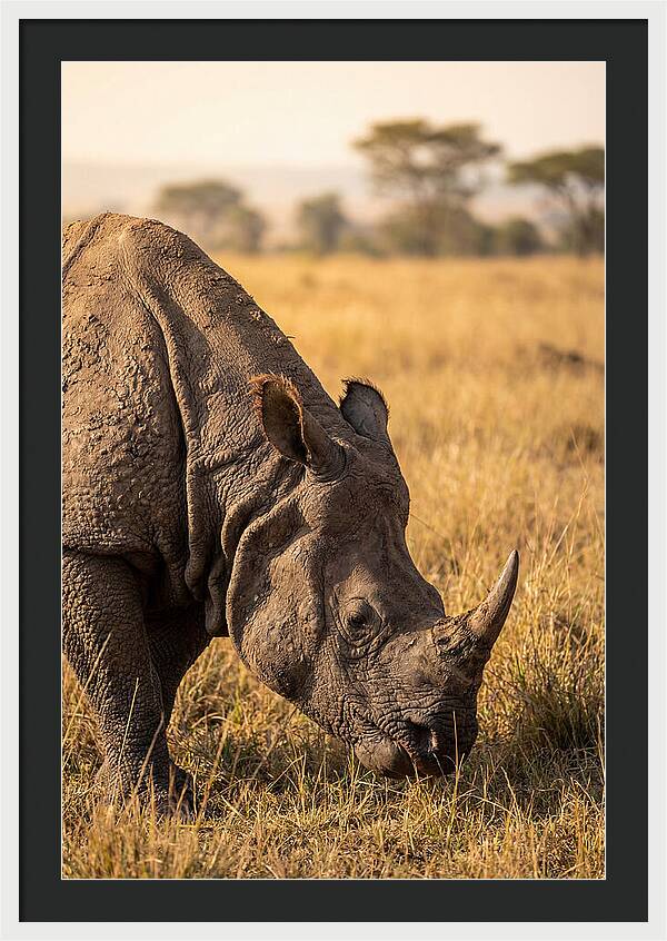 Asian Rhino Grazing In Grassland