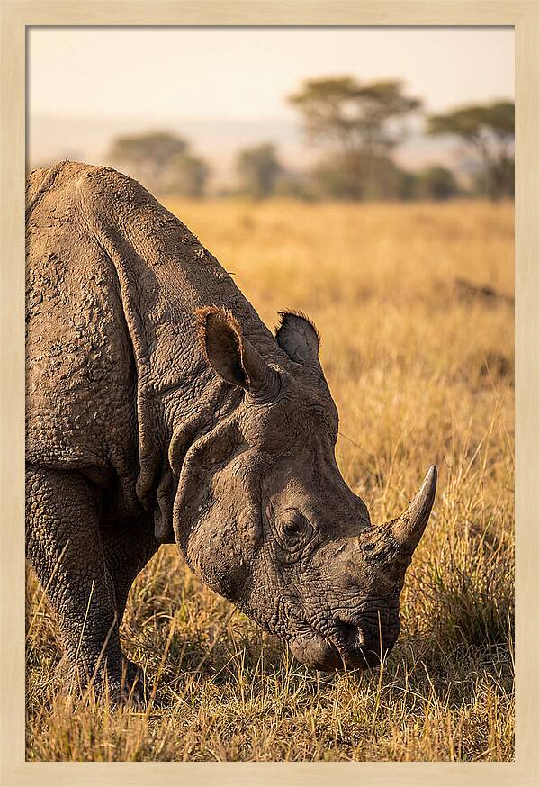 Asian Rhino Grazing In Grassland