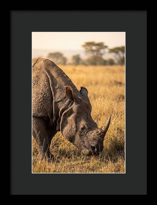 Asian Rhino Grazing In Grassland