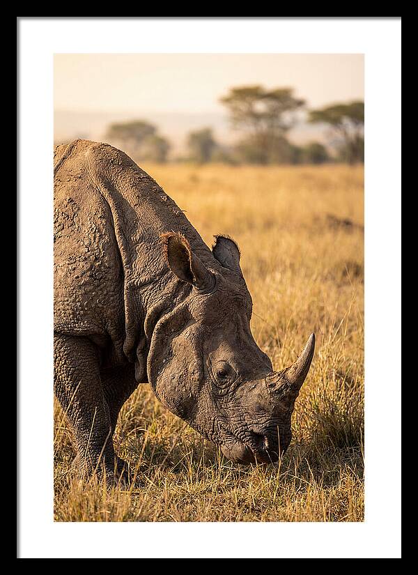 Asian Rhino Grazing In Grassland