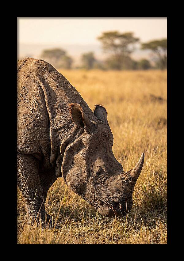 Asian Rhino Grazing In Grassland