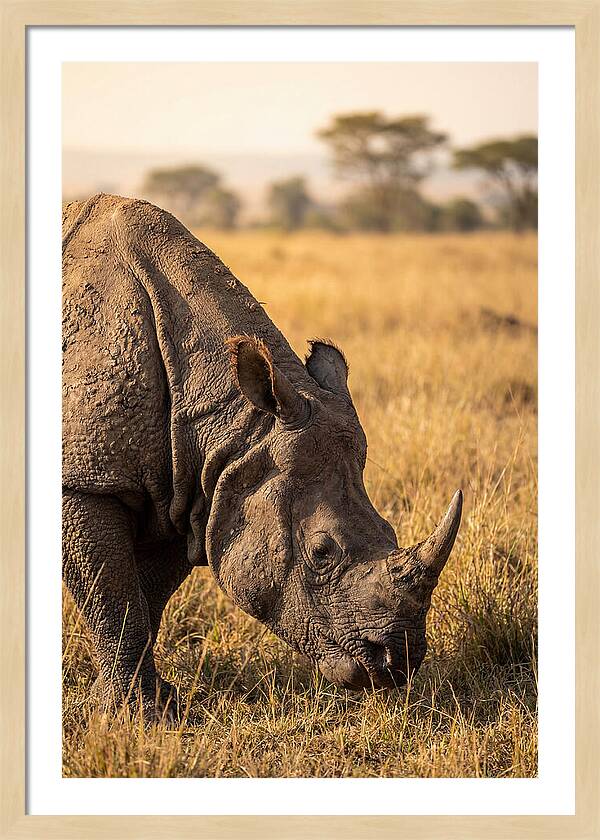 Asian Rhino Grazing In Grassland