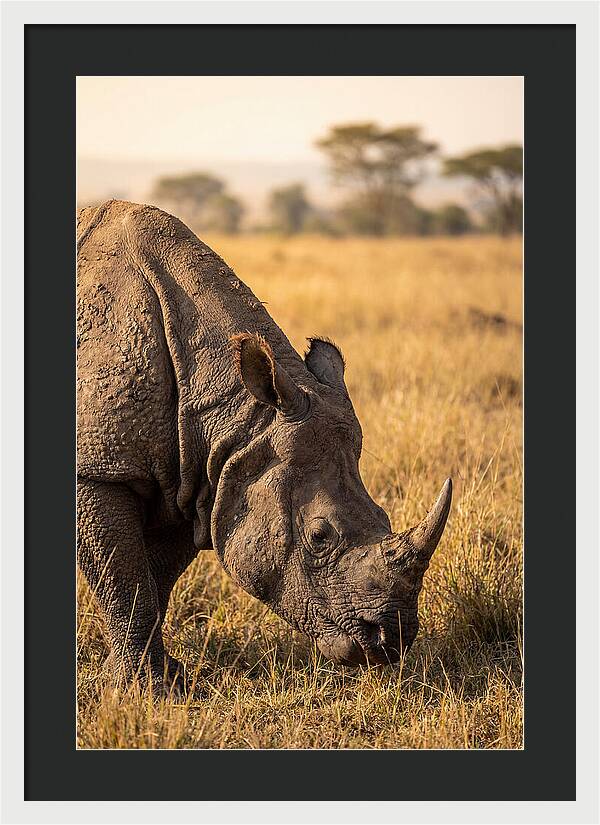 Asian Rhino Grazing In Grassland