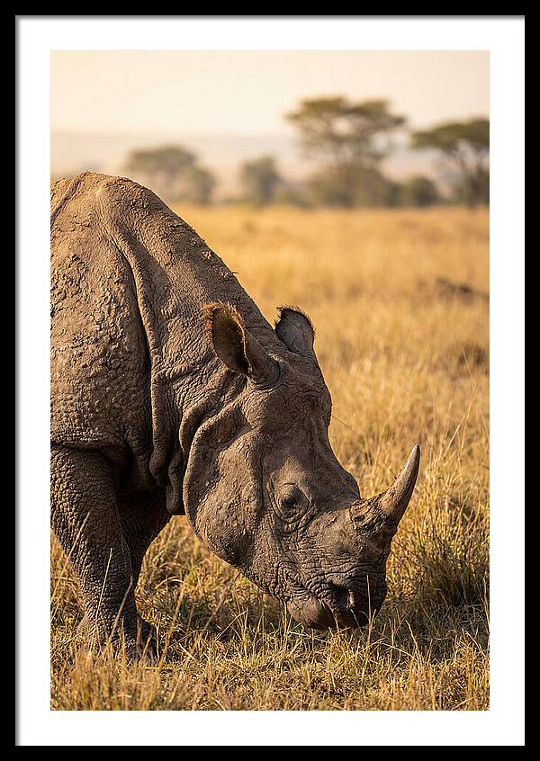 Asian Rhino Grazing In Grassland