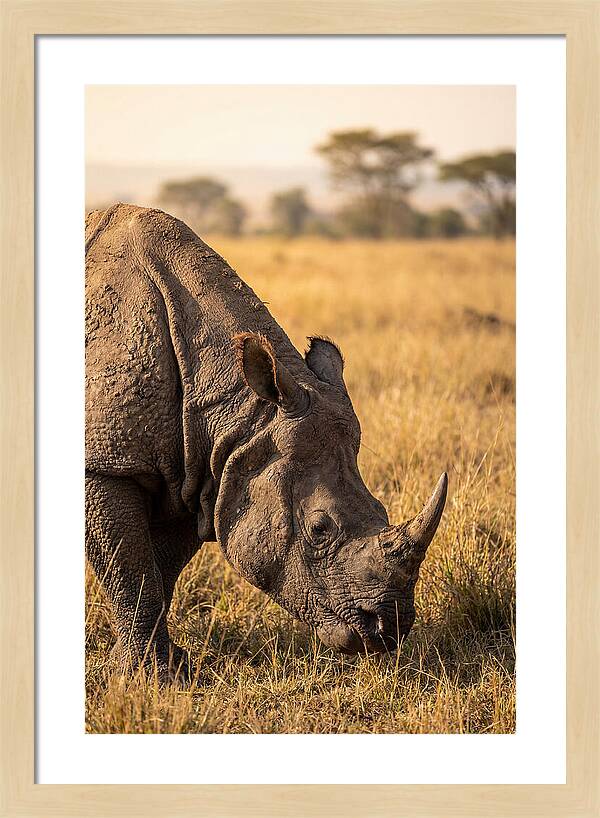 Asian Rhino Grazing In Grassland