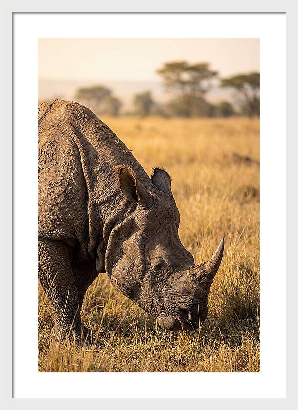 Asian Rhino Grazing In Grassland