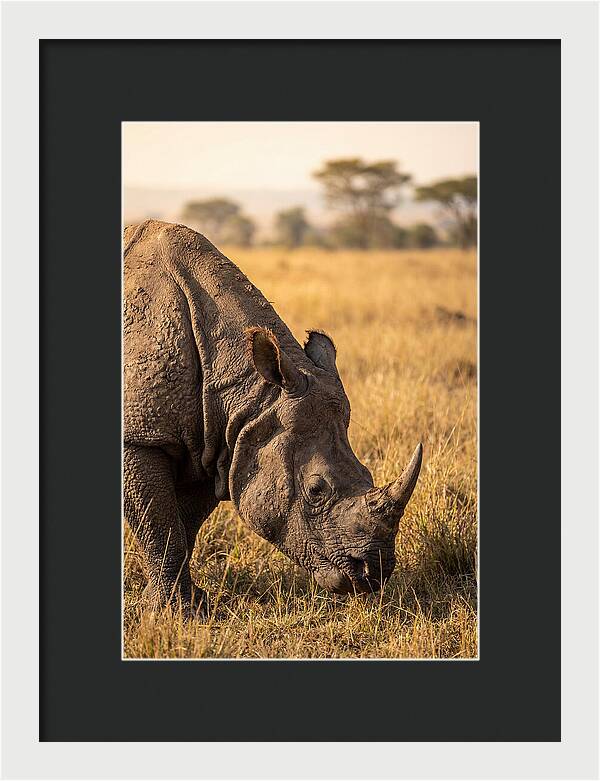 Asian Rhino Grazing In Grassland