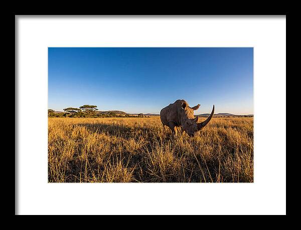 Asian Rhino Grazing In The Plains