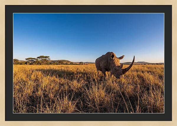 Asian Rhino Grazing In The Plains